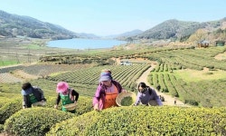 보성군 회천면 영천마을, 유기농 생태마을 지정