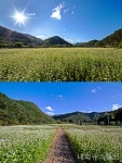 [포토]옥천 청성면 장연천변 메밀꽃 만개
