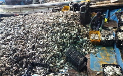 인천앞바다 특산물 꽃게, 10년 만에 최대 풍년