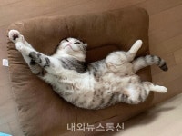 대구경북첨단의료산업진흥재단, 반려동물 목걸이형 생체 모니터링 시스템 기술 개발