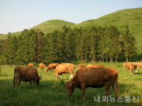 충북농협, 저능력 경산우 비육지원 추진...한우수급 안정