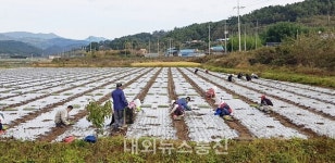 영천시 화남면, 마을공동 양파 심기···수익 주민 공동 배분