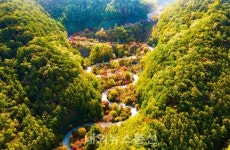 단풍으로 물 들은 단양 보발재 만산홍엽(滿山紅葉)의 장관!