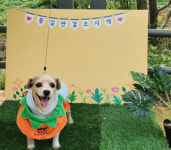 반려동물과 소통하는 들놀이 페티켓