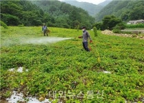 횡성군농업기술센터, 농사용 복합기능성 미생물 고초균 대량배양 공급 추진