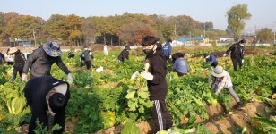 계양구자원봉사센터, 농작물 수확의 기쁨과 나눔 실천
