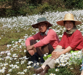 고운 빛과 향기로운 꽃차로 웰빙하세요