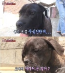 동물농장 카네코르소, 이탈리아 중형견 중 하나