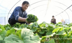 입맛 돋우는 곤달비