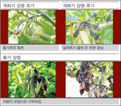화제상품 - 경농의 탐나라, 아그렙토