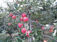 탐방-농촌진흥청 국립원예특작과원 사과연구소