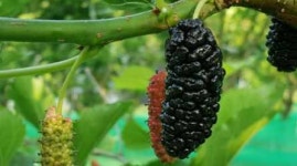 토종 오디의 가치를 찾아갑니다