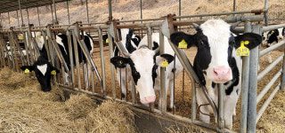 대한민국 최고 우유 꿈꾸는또나따목장