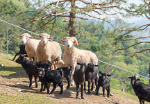 동물과 교감하며 마음의 상처 털어버리세요