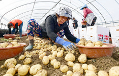 춘향골 감자 수확 한창