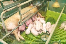 항생제·냄새·해충 없는 친환경농장…돼지·사람·마을 모두 행복하게