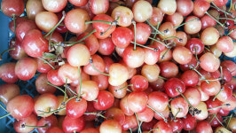 체리 초여름 과일의 여왕…열과저항성 강한 품종이 인기