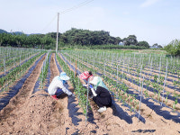 경북 북부 고추주산지 초기생육 부진