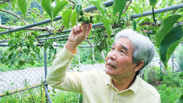 키위를 넘어 토종다래 세계화 앞장서는 부저농원