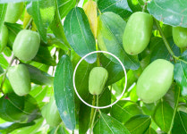 대추 품질·수량 과실비대기 관리가 좌우