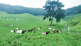 풀 위주로 먹이면 염소고기 오메가3 함량 높아져