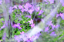 화훼농가 경쟁력 이끌고 있는 은성농장