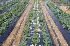 뿌리 발달기 지황 충분한 수분공급 필요