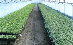 제주 옥수수 단호박 육묘 관리는 이렇게