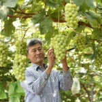 진영기업(주), 기후 변화에 따른 재배 프로그램 최초 개발