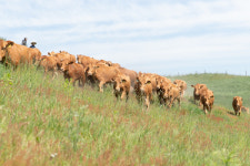 대관령 초원에 한우 방목