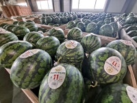 음성군 맹동농협수박공선출하회