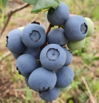 진천블루베리연구회