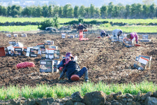 제주 감자 출하 한창