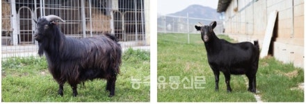 우리 토종 재래염소, 성장곡선 분석 완료