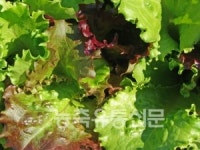 [기획 연재] 가락시장 농산물 최고가 따라잡기  8. 상추