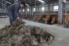 대관령 한우연구소, 월동 준비 한창…겨울 풀사료 생산 및 축사 점검 분주