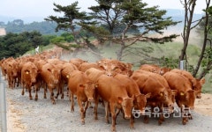 다음 달 6일, 천안서 한우 국제 심포지엄 열려