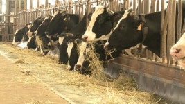 세계 수준 젖소 선형심사 접목한 계획교배 서비스 추진