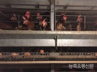 우진비앤지, 친환경 농장도 사용 가능한 닭진드기 구제제 개발