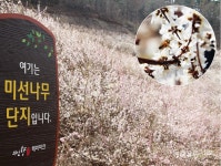 [포토] 미선나무 산책길 봄을 부르는 향기