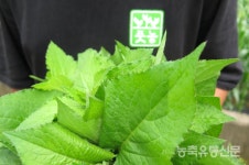 [청년농업인시리즈④] 강원도 정선 곤드레 농장 박상봉 씨…풋풋한 농부 브랜드로 전국 건강식탁 공략