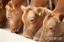 혹서기 한우 사양관리 요령은