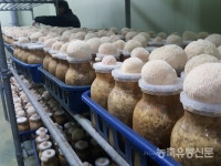 [청년농업인시리즈⑥] 쓴맛 떨치고 식탁에 오른 노루궁뎅이버섯 비결은
