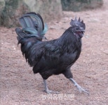 충남 논산시가 손 놓은 사이 '연산 오계' 멸종 위기