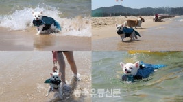 [김기자의 밀착 리뷰] 반려견 해수욕장 양양 멍비치로 떠나는 펫캉스