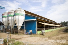 [청년농업인시리즈⑬] 이베리코 저리갈 프리미엄 흑돼지 꿈꾸는 김동찬 씨