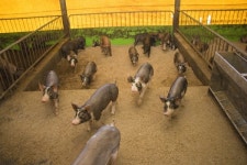 [청년농업인시리즈⑬] 이베리코 저리갈 프리미엄 흑돼지 꿈꾸는 김동찬 씨