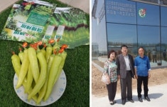 제일씨드바이오, 당조고추 413만 달러 중국 수출