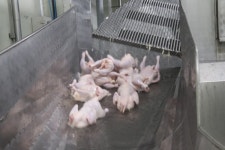 소규모 도계장 1호 안성 조아라농장 가시화…타지역 전전긍긍