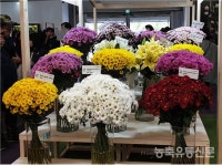 충남, 국화·백합 4품종 콘테스트서 수상